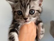 Wunderschöne reinrassige BKH Kitten in Tabby - Langerringen