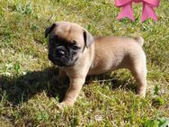 Französische Bulldogge-Mix Welpen suchen ein liebevolles Zuhause - Berlin