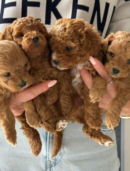 Süße Maltipoo Welpen - Bad Essen