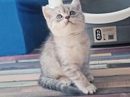 BKH Kitten ♡ - Dortmund