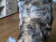 Alfino sucht liebevolles Zuhause - Grebenhain