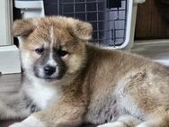 Akita Inu Welpen - Leezen (Mecklenburg-Vorpommern)