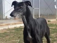 Maria4 auf der Suche nach Liebe ESP - Ruppertsecken