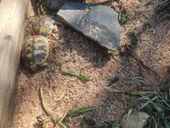 Schildkröten Babys griechische Landschildkröten mit Cites Papieren - Weiden (Oberpfalz) Zentrum