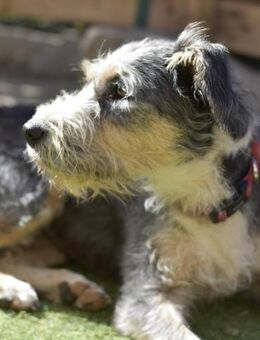 PONPONNE 🌟 brav, lieb, verträglich - Neudenau