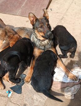 Schäferhund Hovarwart Welpen - Kyffhäuserland