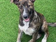 🐾 Zarte Hündin Tini sucht Geborgenheit - Eislingen (Fils)