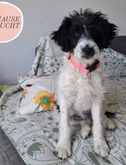 HERRA sucht ihre Familie ❤️ - Saarbrücken