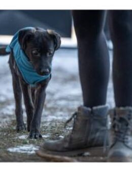 Sombra - wartet in 99427 Weimar - Oberwies