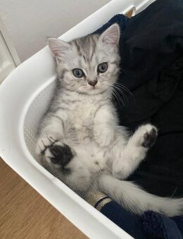 🐾 Britisch Kurzhaar Kitten – geboren am 06.05.2025 - Fürth
