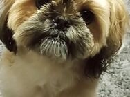Shih-Tzu Welpen - Lauda-Königshofen