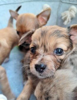 Noch 2 Chihuahuawelpen - Gera