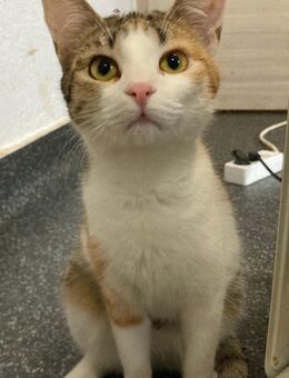 Penny sucht ein Zuhause mit Freigang - Waakirchen
