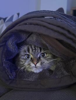 Britisch Langhaar Katze - Rostock