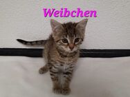Babykatzen - Ahorn (Baden-Württemberg)