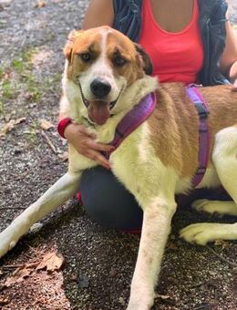 Thor - perfekter Partner auf 4 Pfoten - Kissing