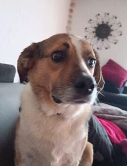 Simba - sensibler Rüde - Dingolfing