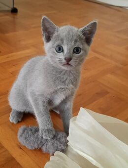Russisch blau kitten - Hünstetten