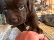 Labrador-Golden Retriever - Willebadessen