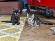 Maine Coon Mix Kitten - Wolkenstein