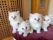 Wunderschöne Heilige Birma Kitten mit Stammbaum suchen ein schönes zu Hause. - Heeßen