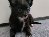 Kuschelweicher chihuahua kleinspitz (pomchi) mix rüde sucht ein schönes liebevolles zuhause - Mörfelden-Walldorf