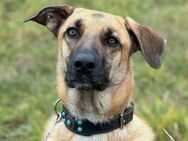 Diva - tolleSchäferhund Mix Hündin - Berlin