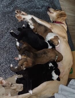 Border Collie / Golden Retriever Mix - Weikersheim