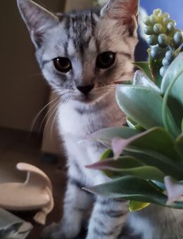 3 bkh mix kitten - Wassenberg