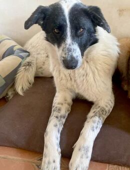 Monnie möchte adoptiert werden - Dittelbrunn