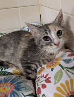 Chloe - die scheue Schönheit - Kirchheim (München)