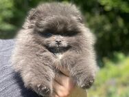 Pomeranian- Zwergspitz Welpen Sonderfarbe BLUE - Lebach
