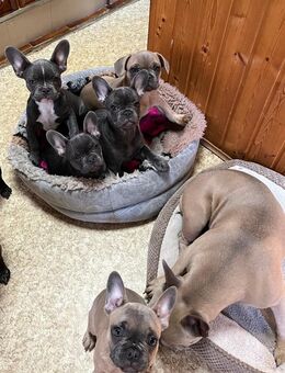 Unsere kleinen Französischen Bulldoggen suchen ein liebevolles Zuhause! 🐾 - Berlin Mitte