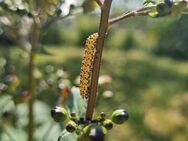 Knotige Braunwurz (Scrophularia nodosa) - Horgenzell