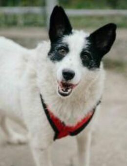 Patty: Ein Herz auf vier Pfoten - München