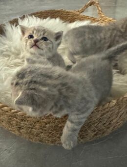 ♥️ Bkh Babykatze Britische Baby Katze ♥️ - Wesseling