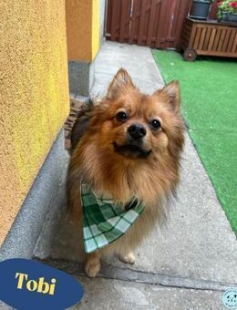 Tobi SR, süßer, kleiner Wirbelwind - Rheine