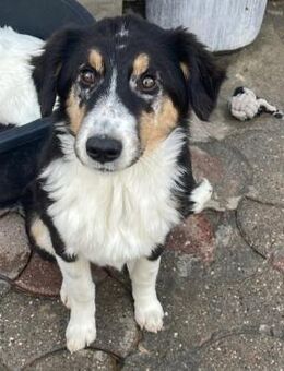 Lucky ❤️ kleines Kerlchen sucht Nähe - Velbert