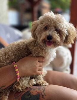 Kamilla 8 Monate Maltipoo - Kassel
