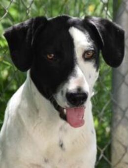 Domino und Geschwister gefunden Mr - Ludwigshafen (Rhein)