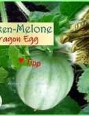 ♥ Dragon Egg Gurkenmelone, Samen,samenfest,Gemüse, Alte Sorte Tulpenstolz,Melone,Gurke,Samen,Saatgut,Melone, Gurke in 22457