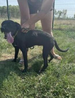 Hella wünscht sich eine Familie - Nordwalde