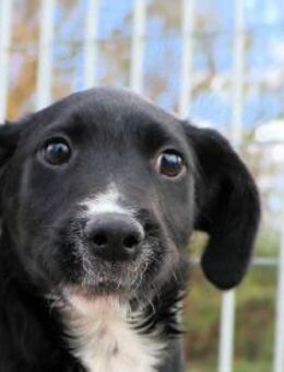PINOLO - so ein süßer netter Kerl - Regensburg