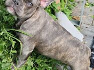 Französischen Bulldogge Hündin - Ziethen (Schleswig-Holstein)
