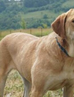 Henry Ausgeglichen, charmant und ... - Kissing