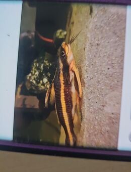 Auflösung aquarium - Mespelbrunn