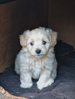 Maltipoo mix Rüden - Schliengen