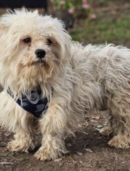 Lior sucht ein ländliches Zuhause - Schafflund