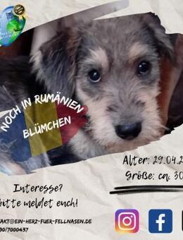 BLÜMCHEN - und ihre 5 Geschwister - Waakirchen