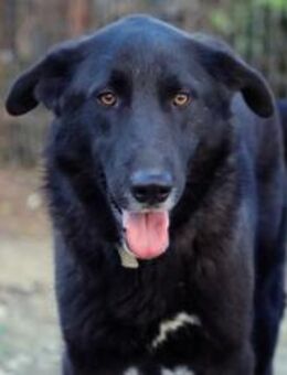 Pharao sucht sein für immer Zuhause! - Krefeld